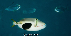 triggerfish by Leena Roy 
